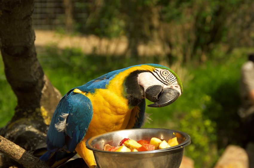 what to feed the parrot 