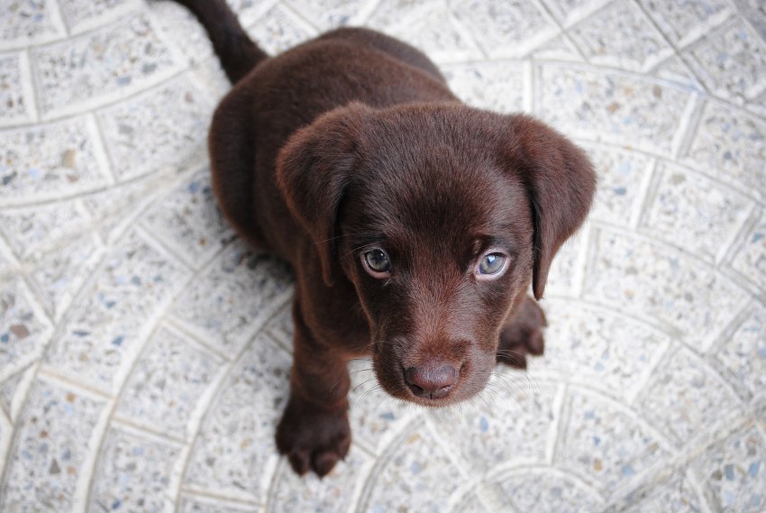 what to feed your puppy's labrador 