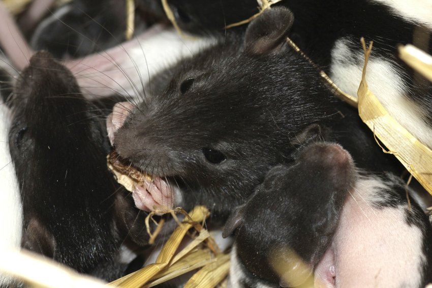 feeding a domestic rat